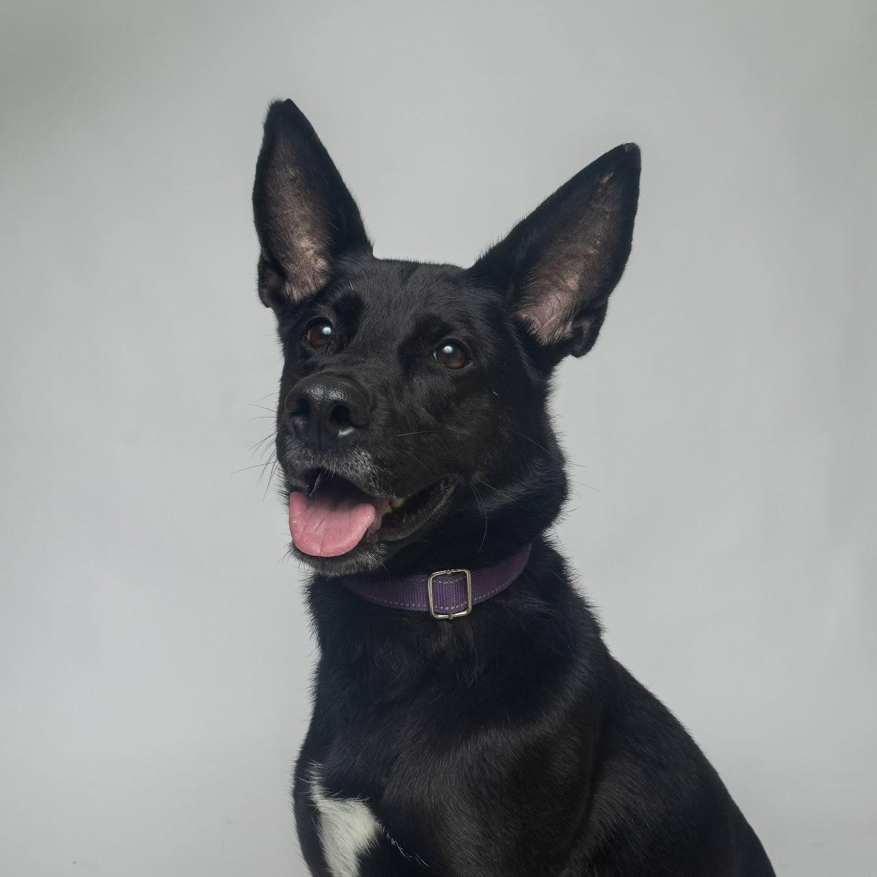 Enlarge Gypsy, a ADOPTABLE mixed breed in Boyne City, MI image 1/2