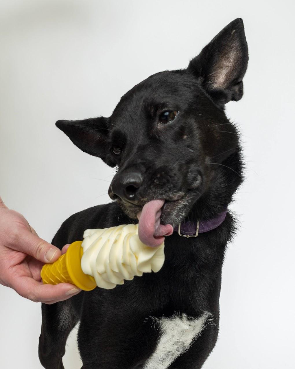 Enlarge Gypsy, a ADOPTABLE mixed breed in Boyne City, MI image 2/2
