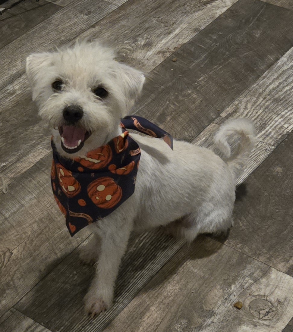 Gary, a Adopted Terrier in Edinburg, TX image 1/3