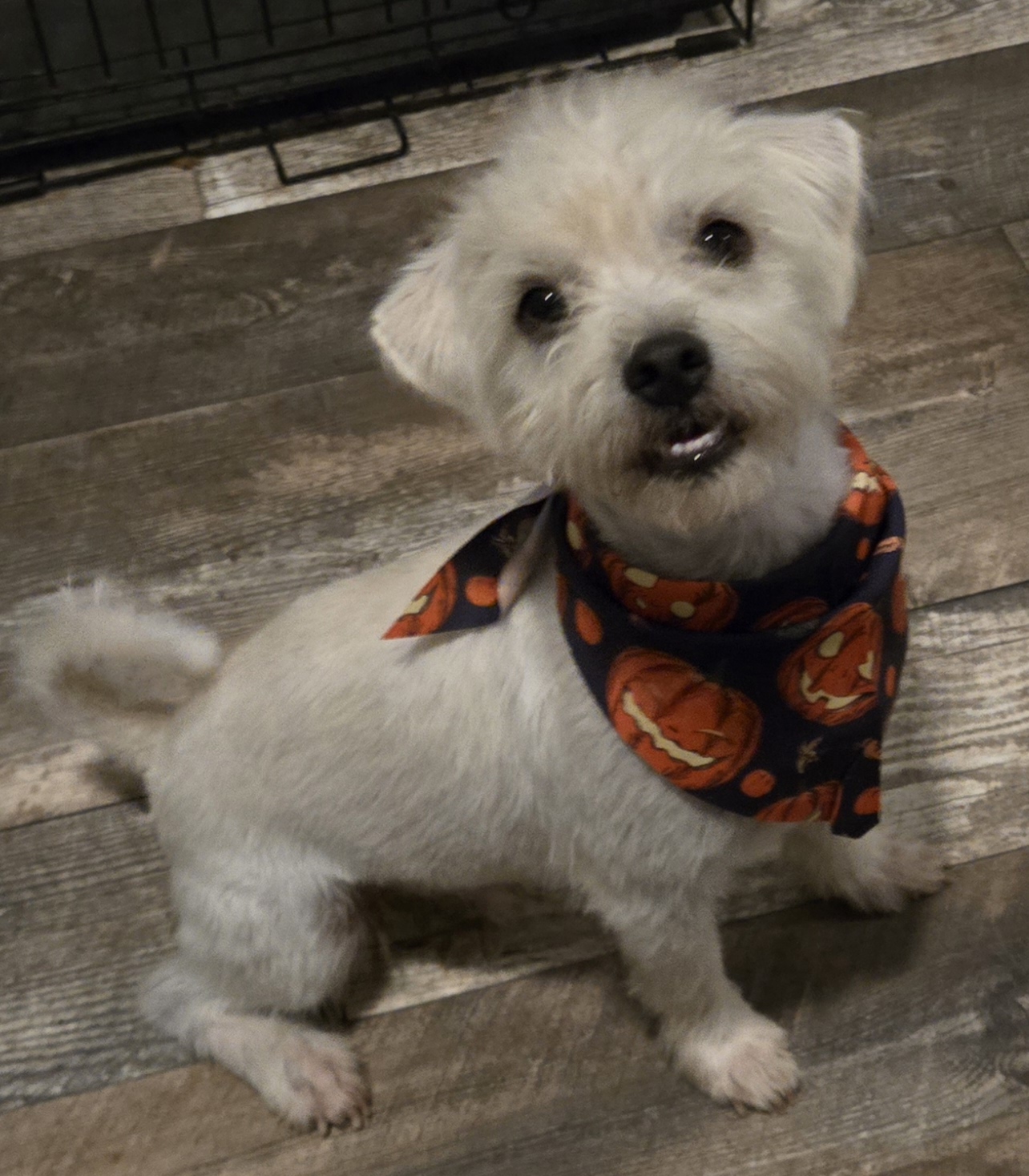 Gary, a Adopted Terrier in Edinburg, TX image 2/3