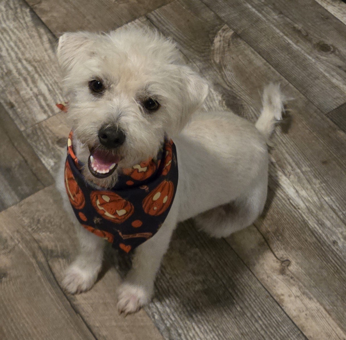 Gary, a Adopted Terrier in Edinburg, TX image 3/3