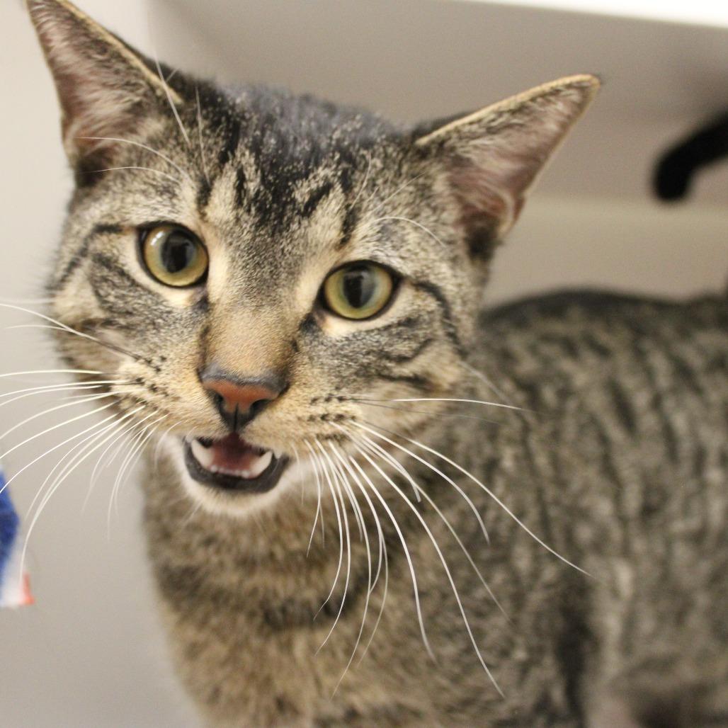 DaVinci, Adoptable, Young Male Domestic Short Hair.