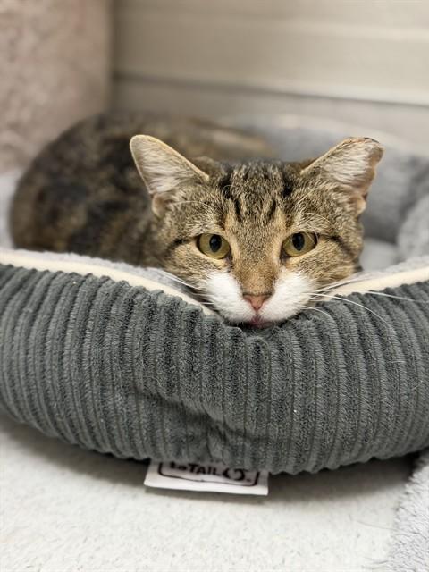 REAGAN, Adoptable, Young Female Domestic Medium Hair.