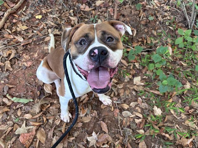 Enlarge MUFASA, a Adoptable mixed breed in Charlotte, NC image 1/1