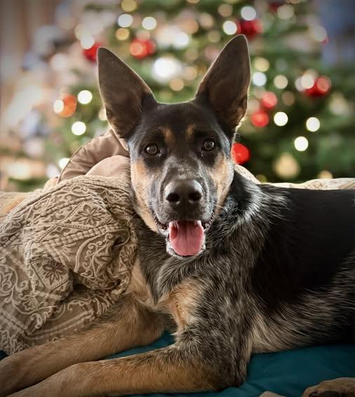 Enlarge Libby, a Adoptable mixed breed in Penrose, CO image 2/3