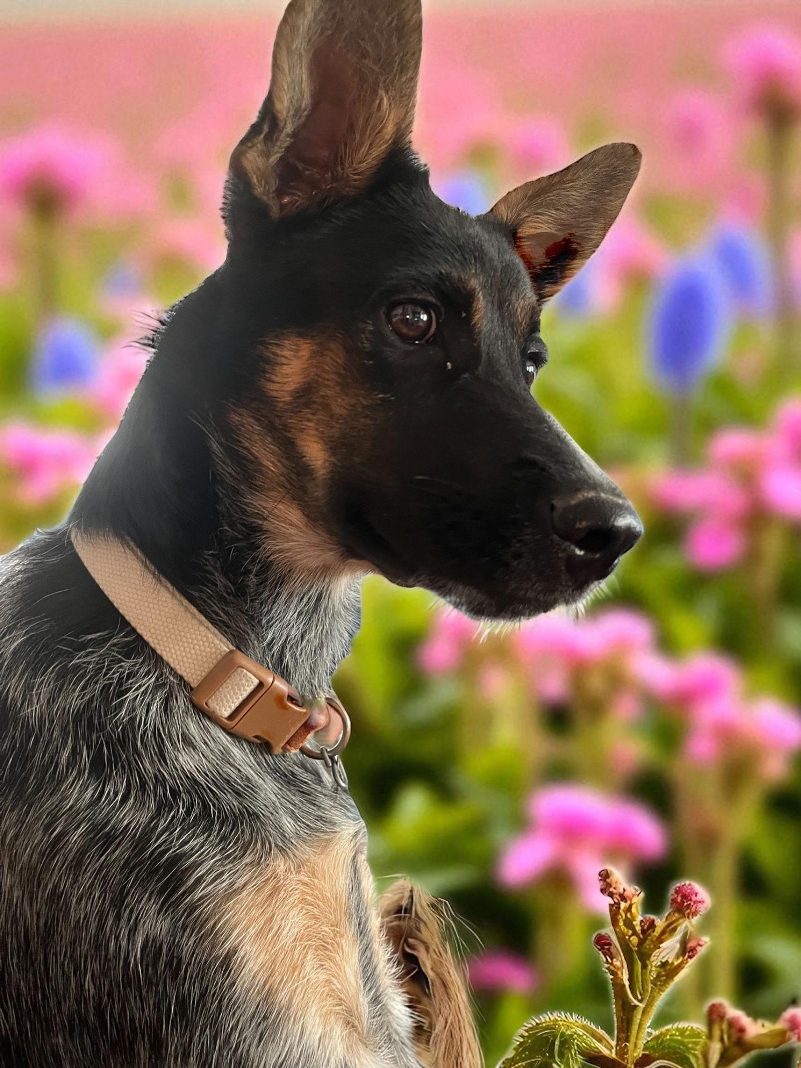 Enlarge Libby, a Adoptable mixed breed in Penrose, CO image 3/3