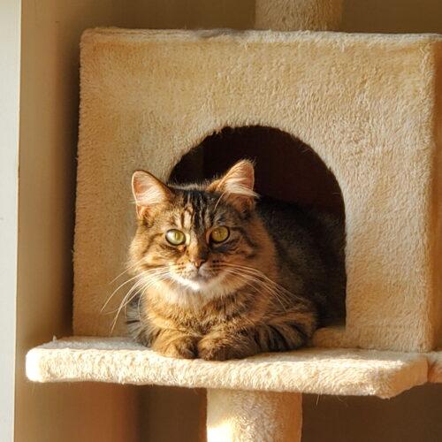 Janey Lane, Adoptable, Adult Female Domestic Long Hair.