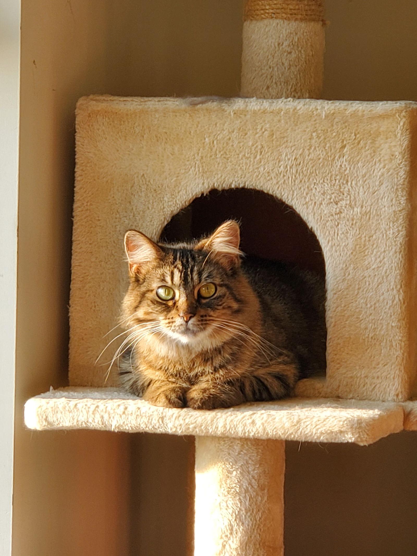 Janey Lane, a Adoptable Domestic Long Hair in Fishers, IN image 1/2