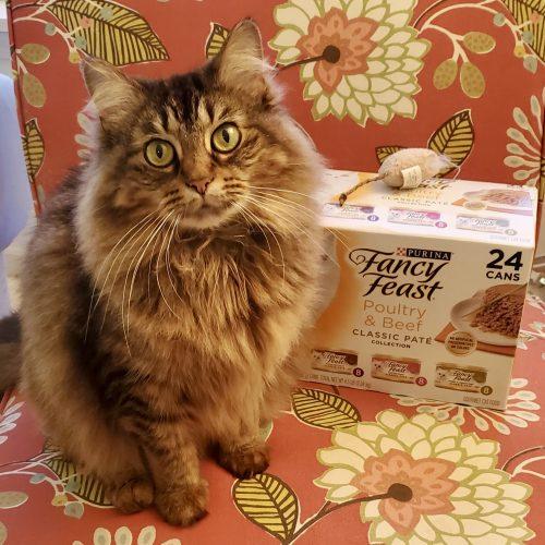 Janey Lane, a Adoptable Domestic Long Hair in Fishers, IN image 2/2