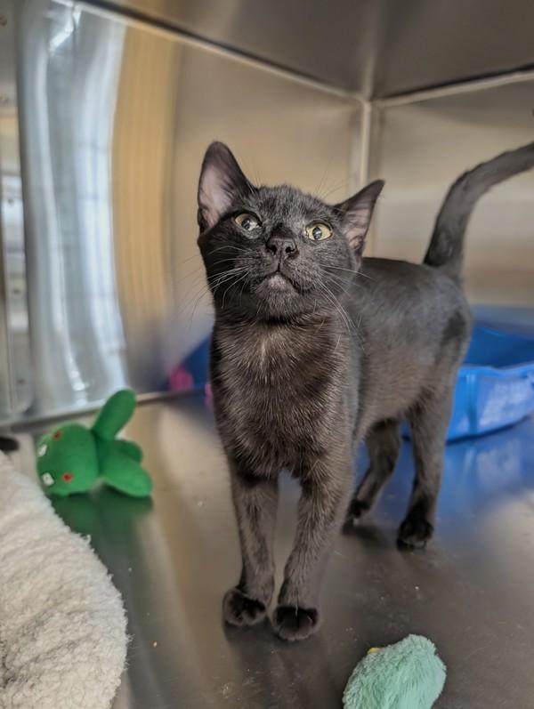 Tortiere, Adoptable, Kitten Female Domestic Short Hair.