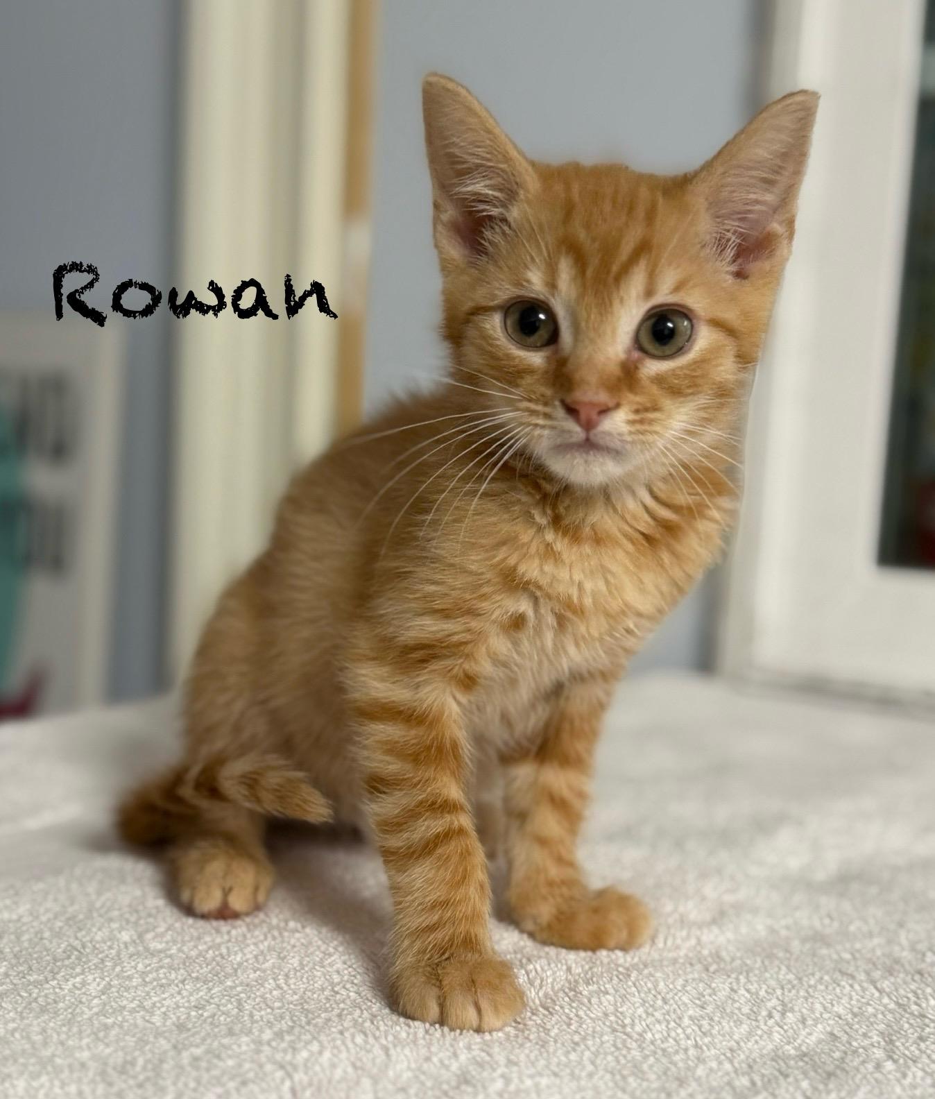 Enlarge Rowan, an adopted Domestic Short Hair in Pawleys Island, SC image 1/1