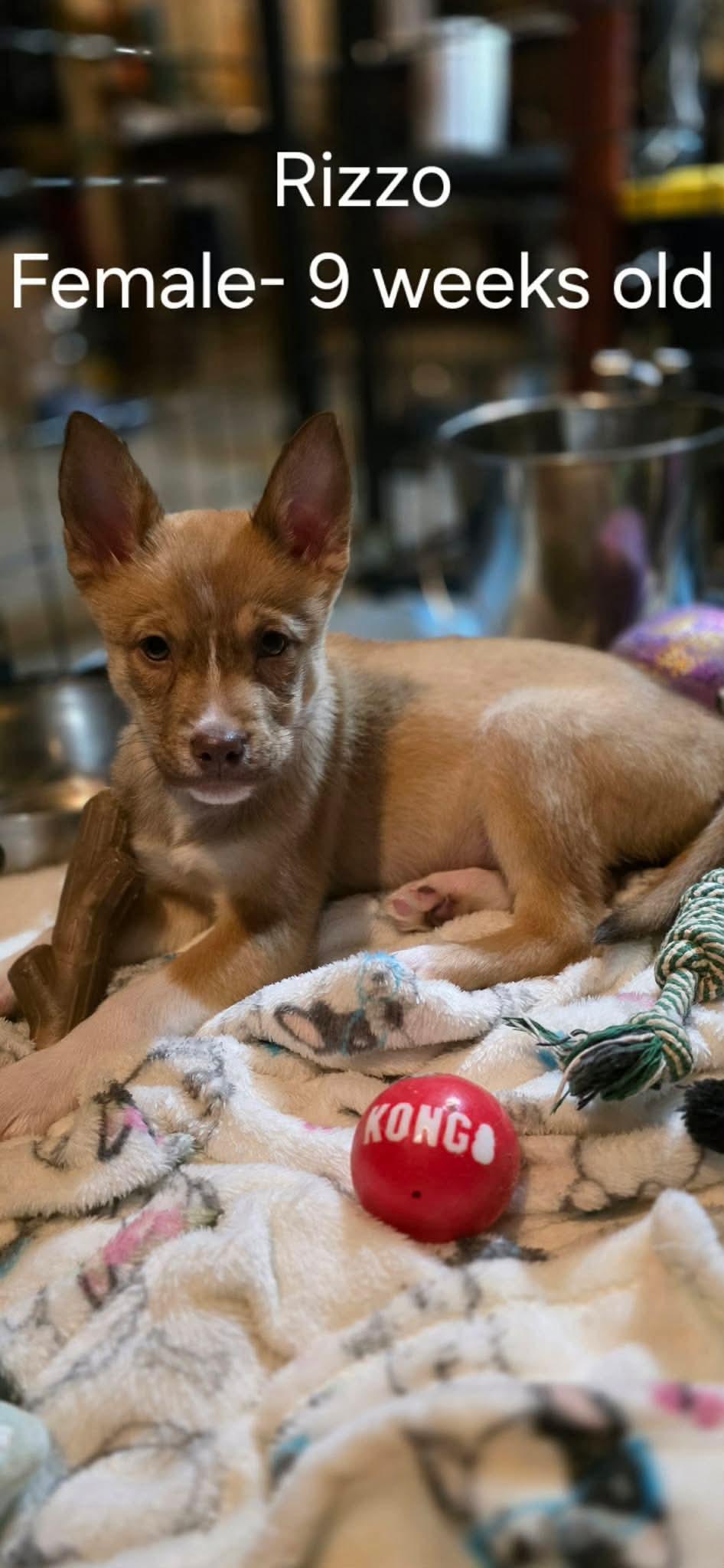 Enlarge Rizzo, a Adoptable Shepherd in Steeleville, IL image 1/1