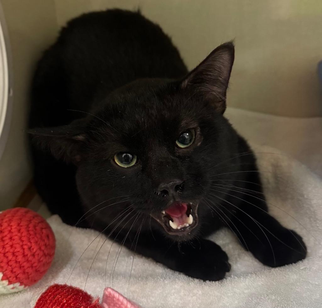 Enlarge Dusti, a Adoptable mixed breed in Winnipeg, MB image 1/1