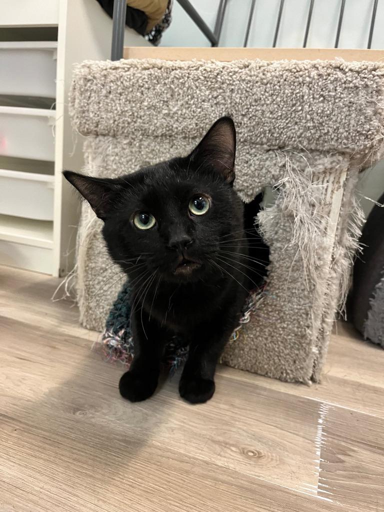 Enlarge Dusti, a Adoptable mixed breed in Winnipeg, MB image 1/4