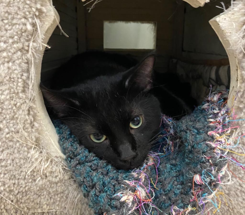 Enlarge Dusti, a Adoptable mixed breed in Winnipeg, MB image 2/4