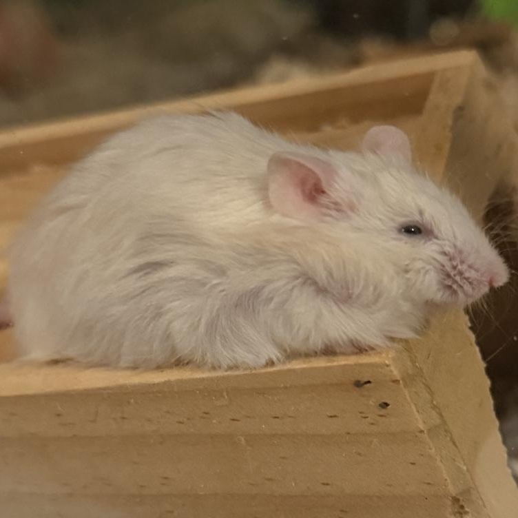 Rogers, ADOPTABLE, Adult Male Mouse.