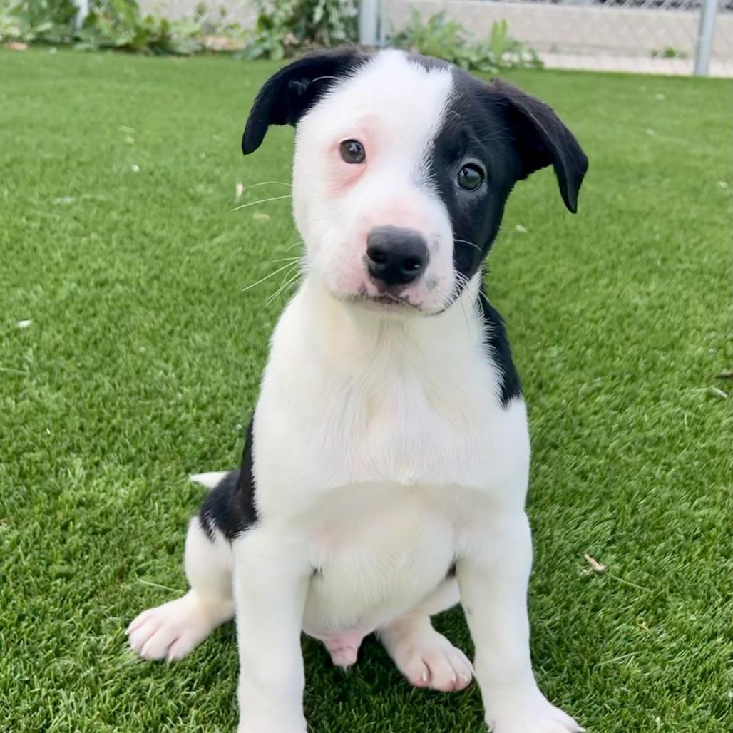 Bonbon (#2), Adoptable, Puppy Male Hound & Terrier.