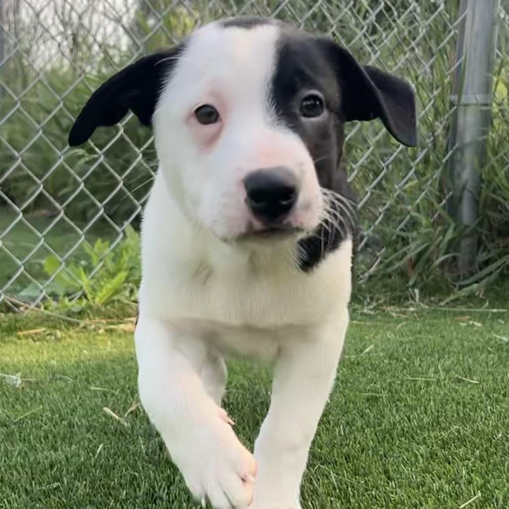 Bonbon (#2), a Adoptable mixed breed in Chicago, IL image 2/3