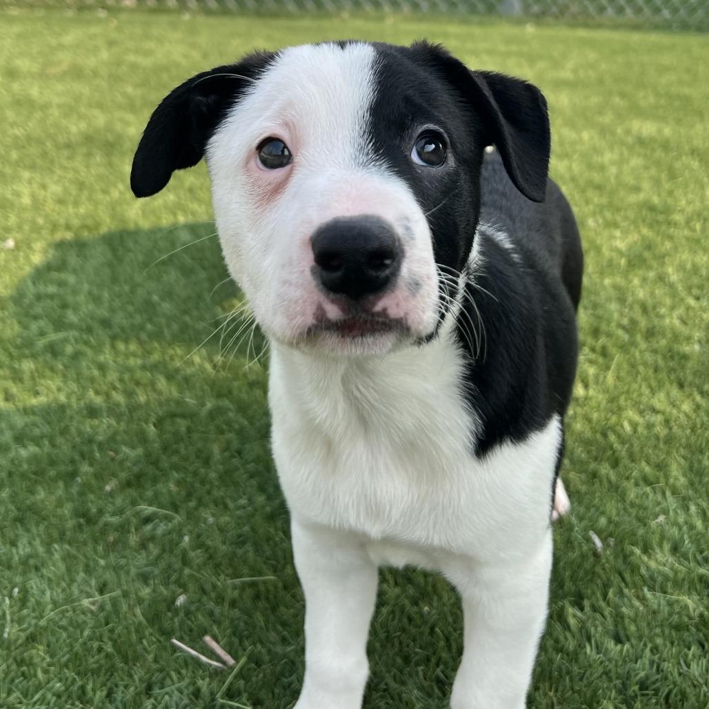 Bonbon (#2), a Adoptable mixed breed in Chicago, IL image 3/3