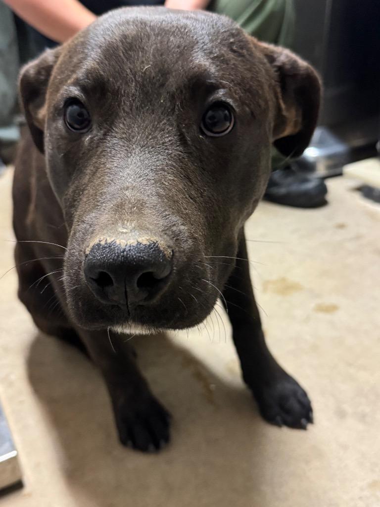 Grand 2, Adoptable, Young Male Mixed Breed.