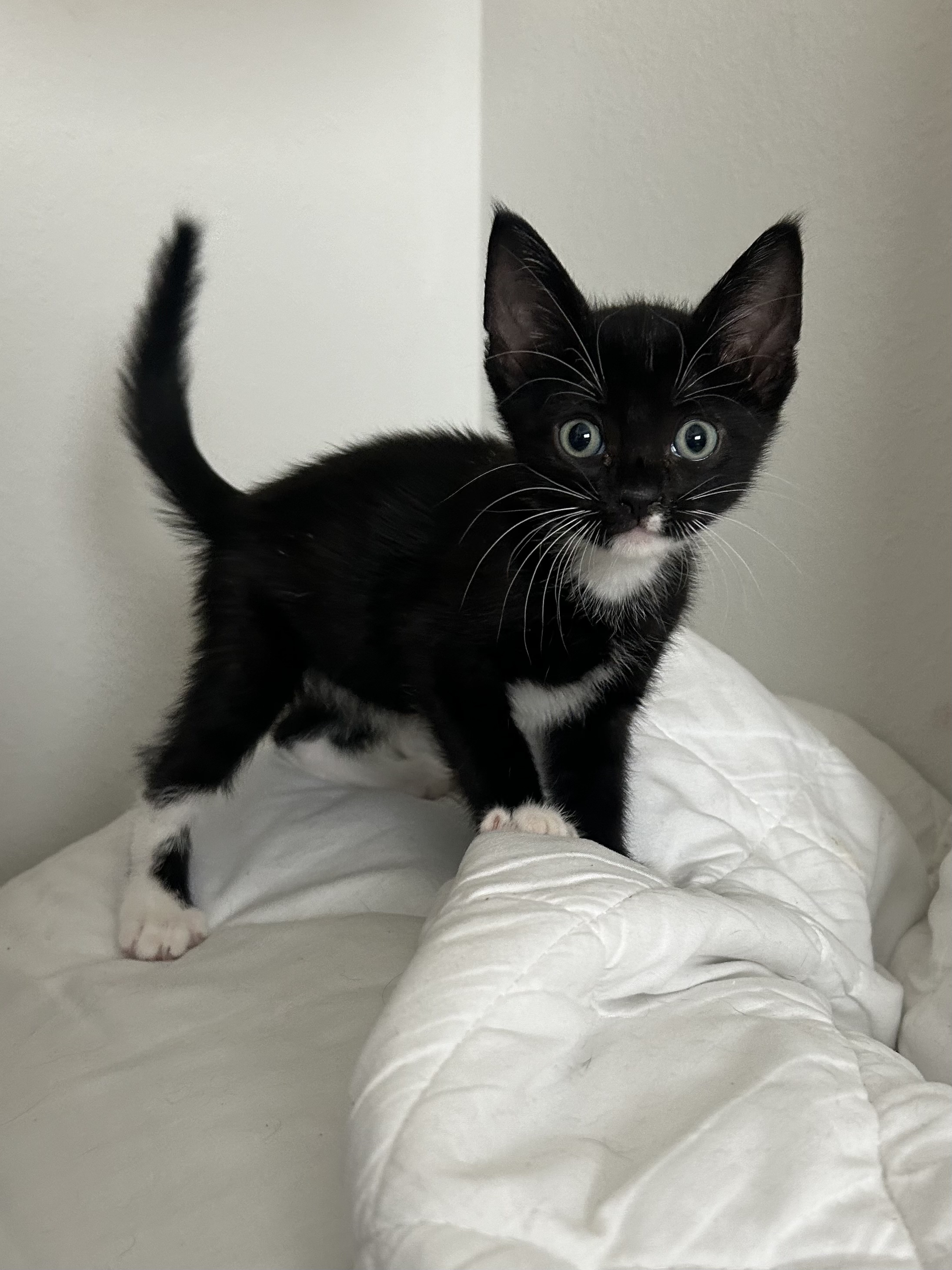 Enlarge Rex, a Adopted American Shorthair in Daphne, AL image 1/1