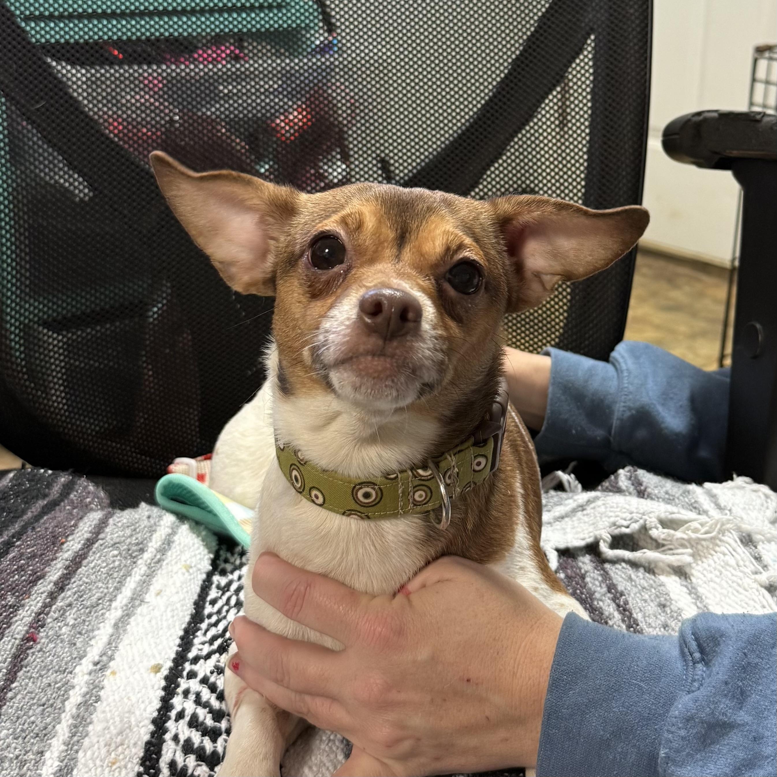 Steeler — thumbnail 5