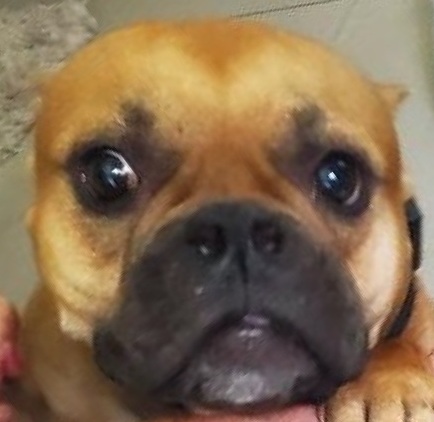 Name coming soon, Adoptable, Adult Female American Bully & English Bulldog.