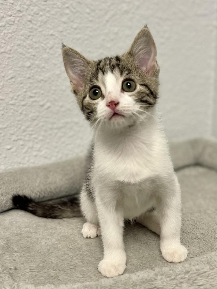 May, Adoptable, Kitten Female Domestic Short Hair & Tabby.