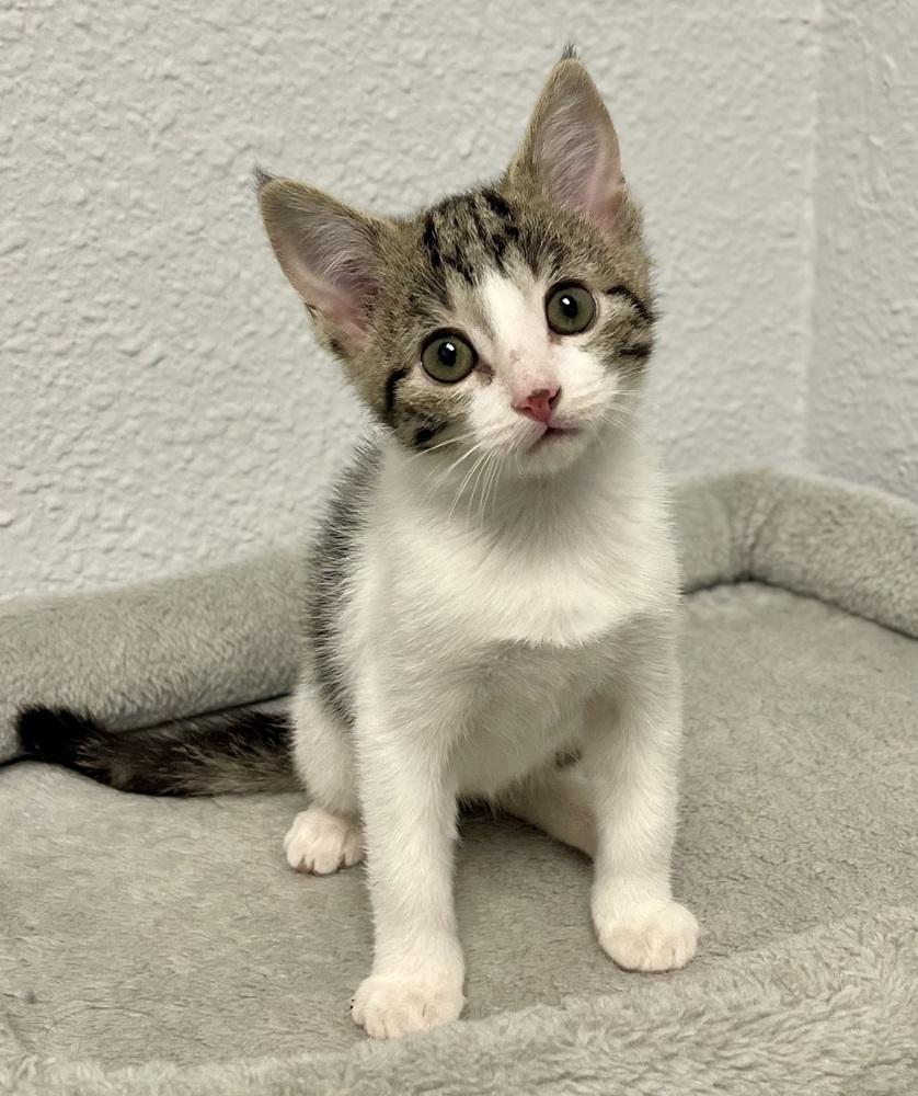Enlarge May, a Adoptable mixed breed in Jamestown, CA image 2/3
