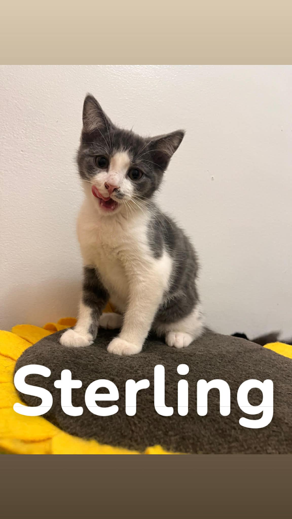 Enlarge Sterling, a Adopted Domestic Short Hair in Clymer, PA image 1/1