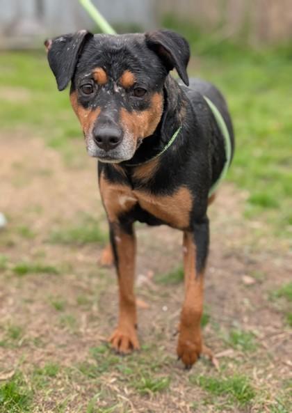 Cowgirl, Adoptable, Adult Female Labrador Retriever & Mixed Breed.