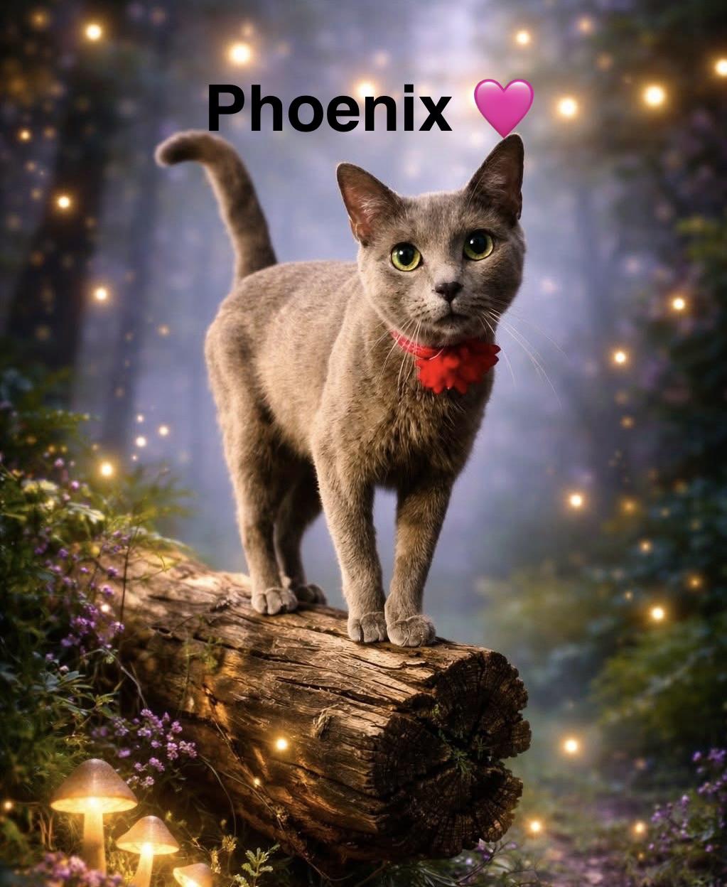 Phoenix thumbnail 2
