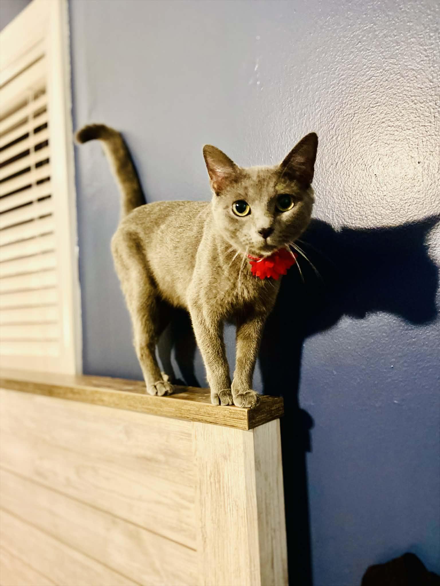 Phoenix, a Adoptable mixed breed in Beckley, WV image 6/6