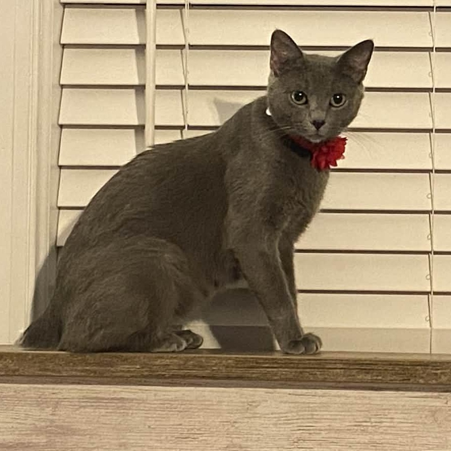 Phoenix, a Adoptable mixed breed in Beckley, WV image 3/6