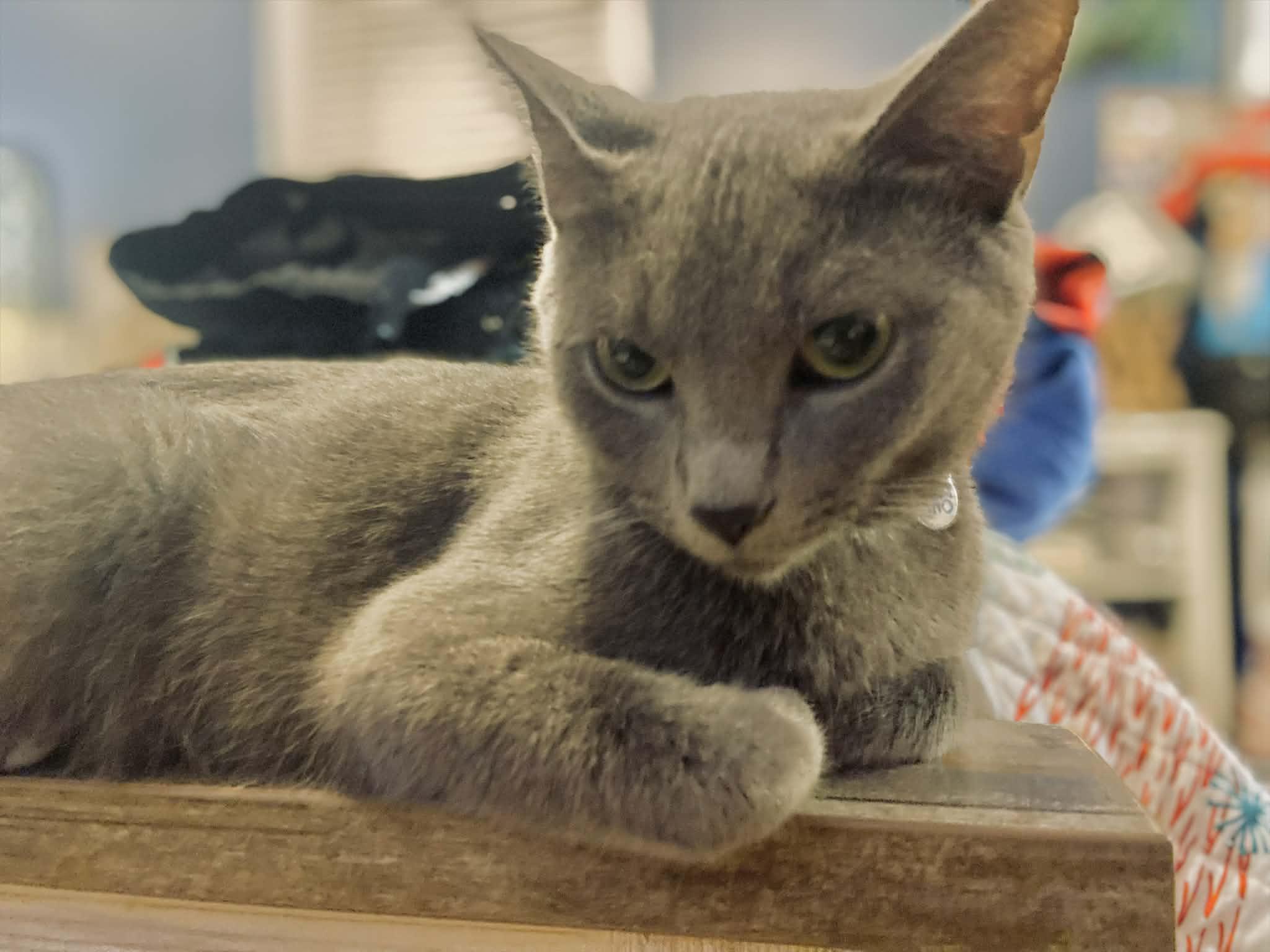 Phoenix, a Adoptable mixed breed in Beckley, WV image 5/6