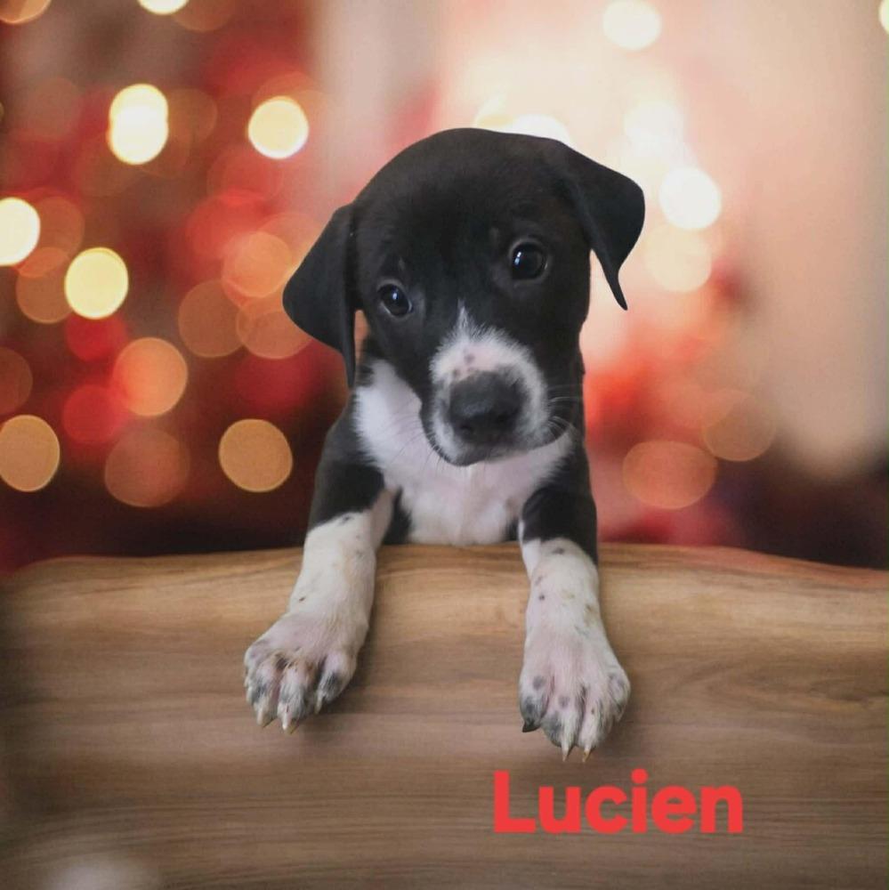 Enlarge Lucien, a Adoptable mixed breed in Wolcott, CT image 1/6