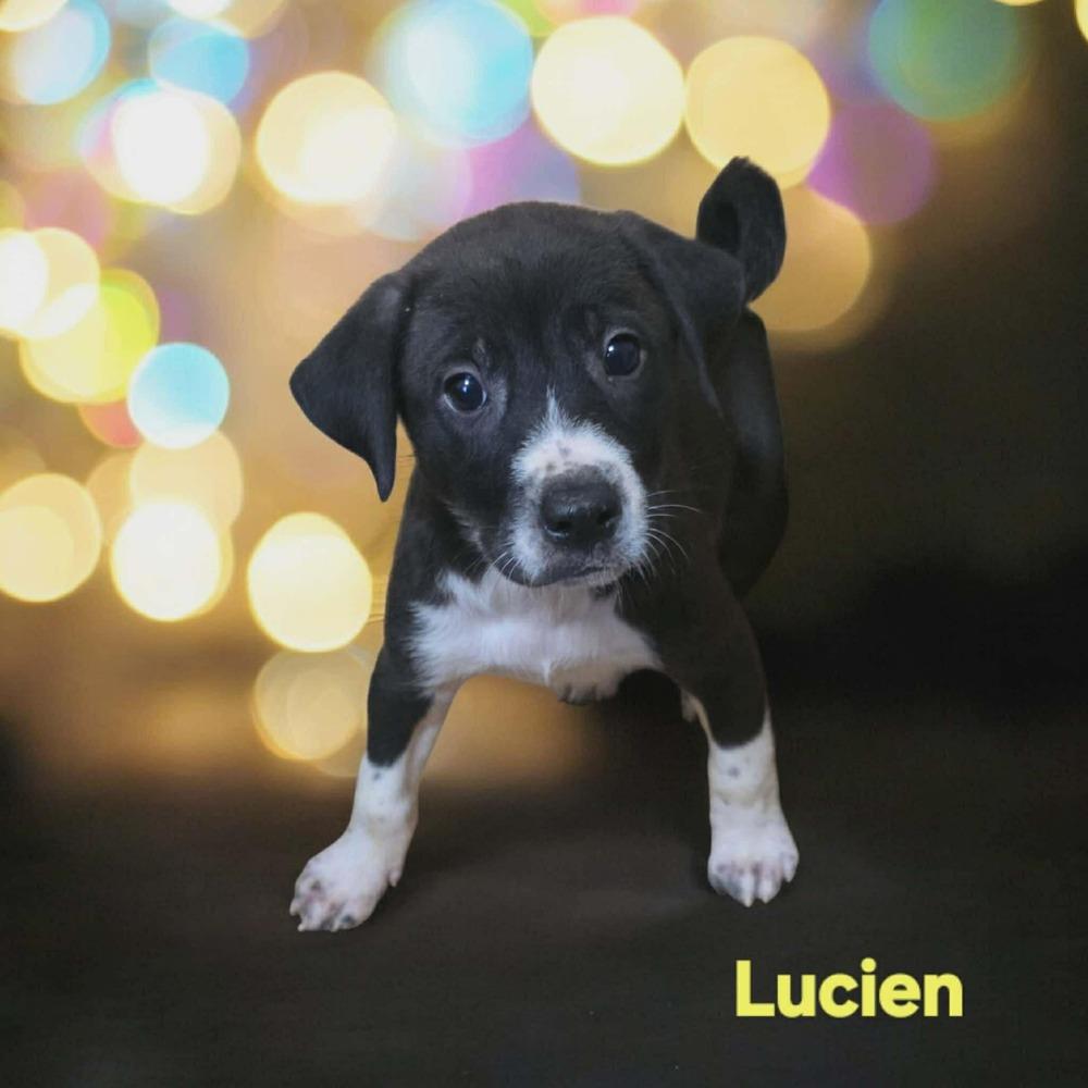 Enlarge Lucien, a Adoptable mixed breed in Wolcott, CT image 3/6