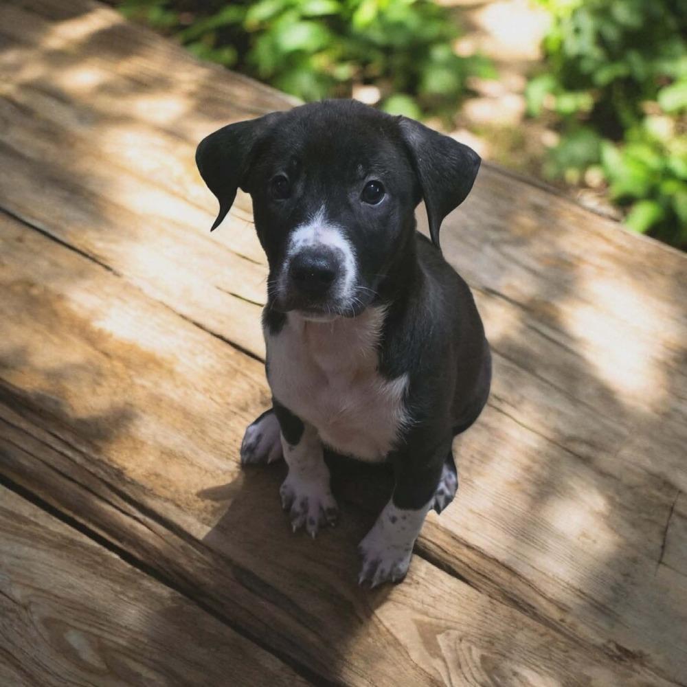 Enlarge Lucien, a Adoptable mixed breed in Wolcott, CT image 4/6