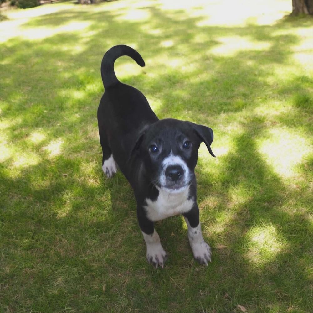 Enlarge Lucien, a Adoptable mixed breed in Wolcott, CT image 5/6