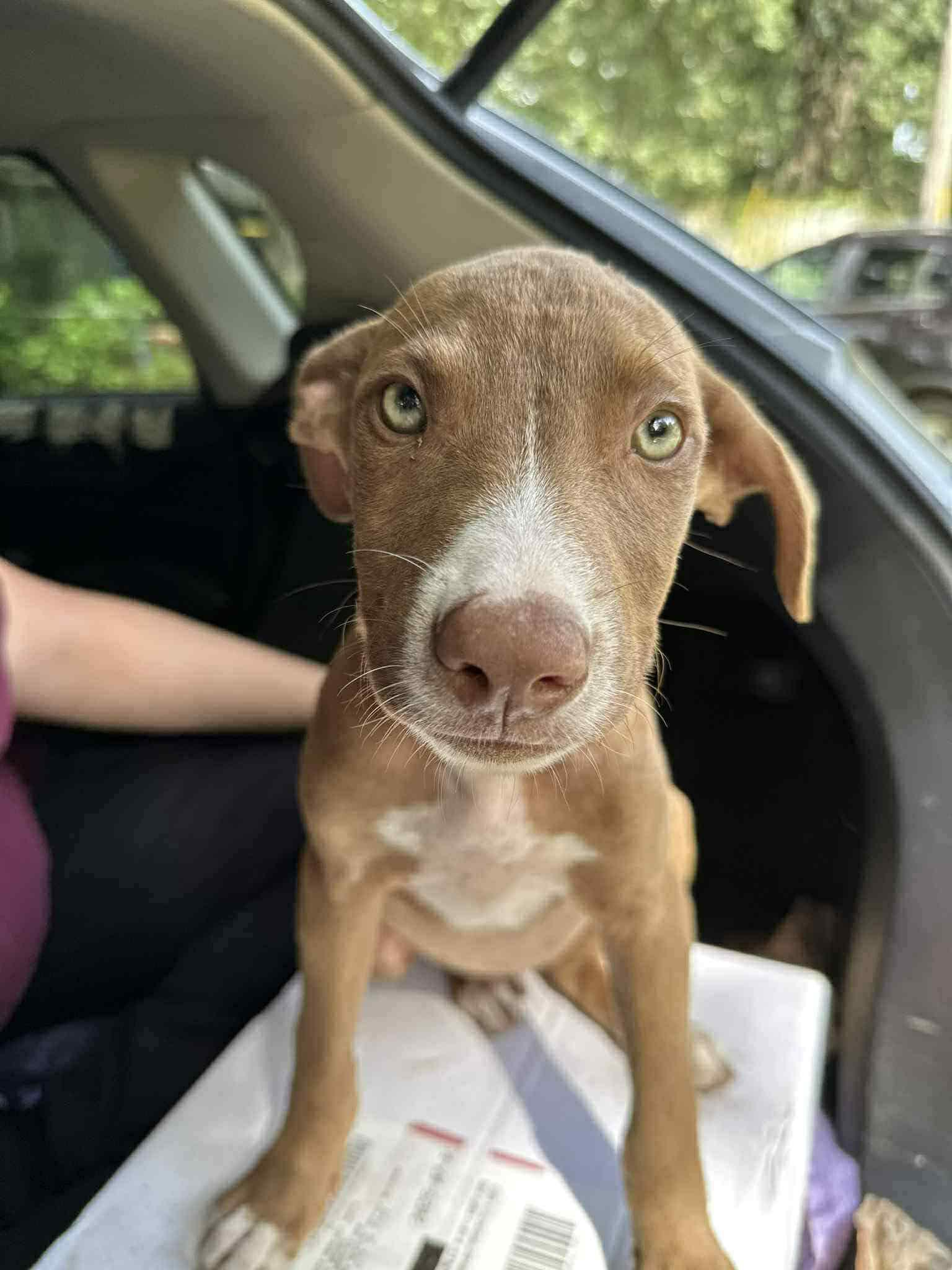 Cocoa Bean, Baby Female unknown