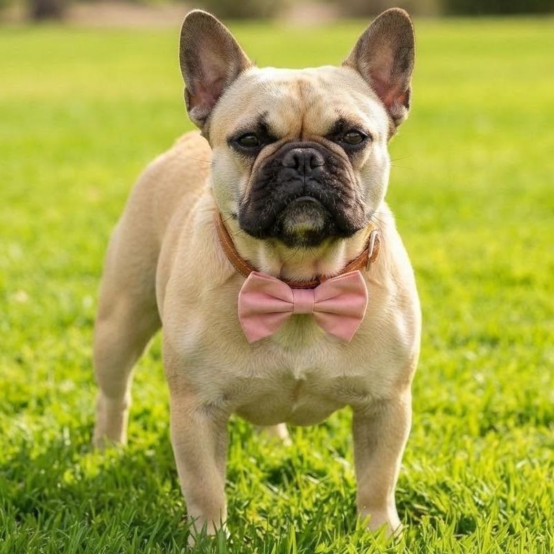 Daffodil the Potato, Adoptable, Adult Female French Bulldog.