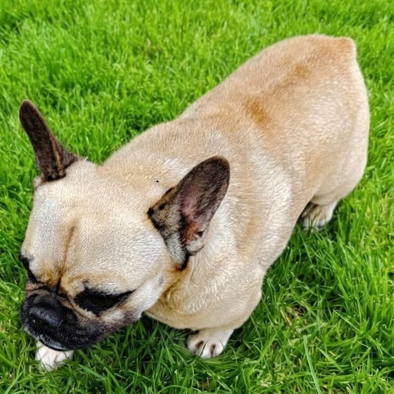 Enlarge Daffodil the Potato, a Adoptable French Bulldog in Las Vegas, NV image 2/2