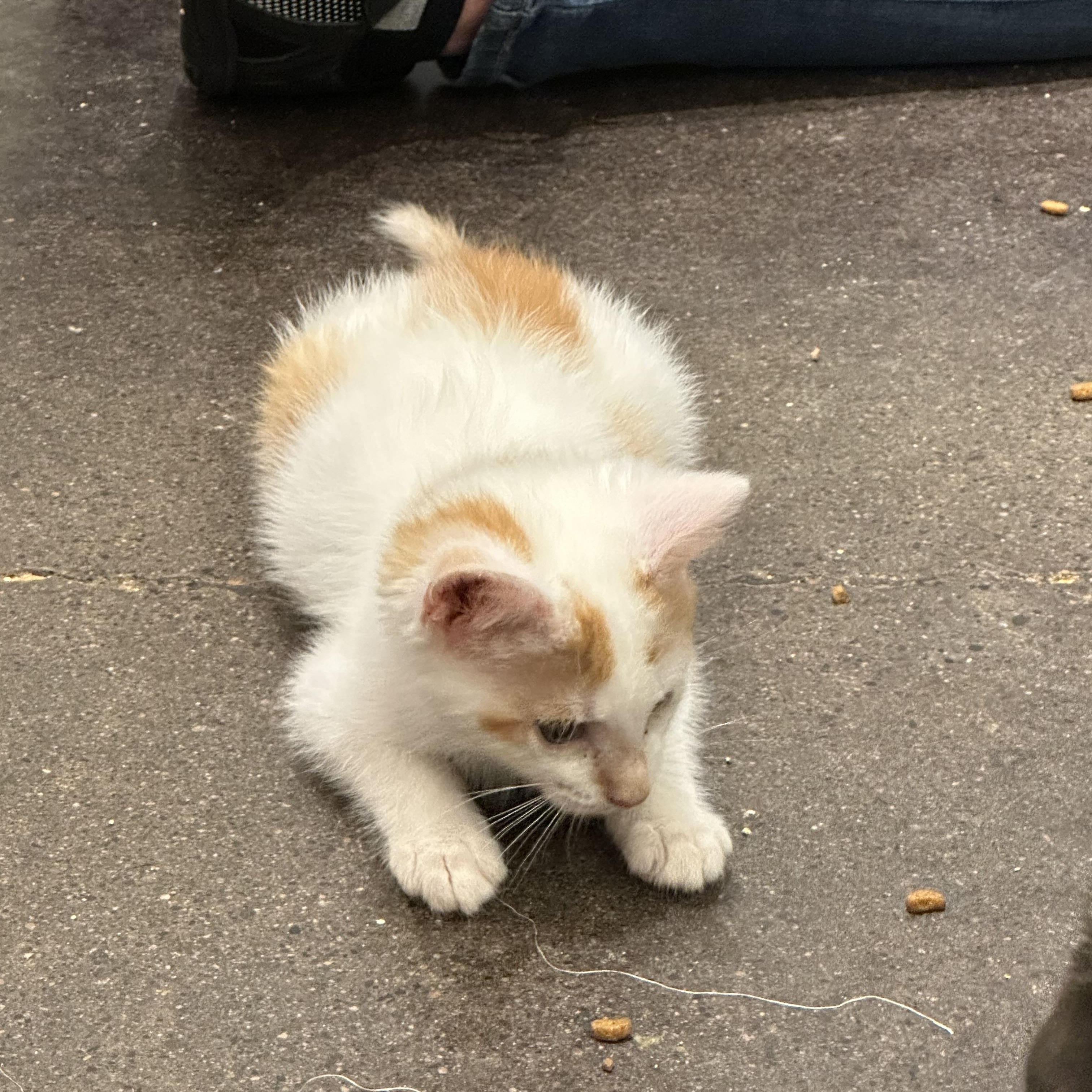 Enlarge Zoro, a Adoptable Domestic Short Hair in Minneapolis, MN image 2/4