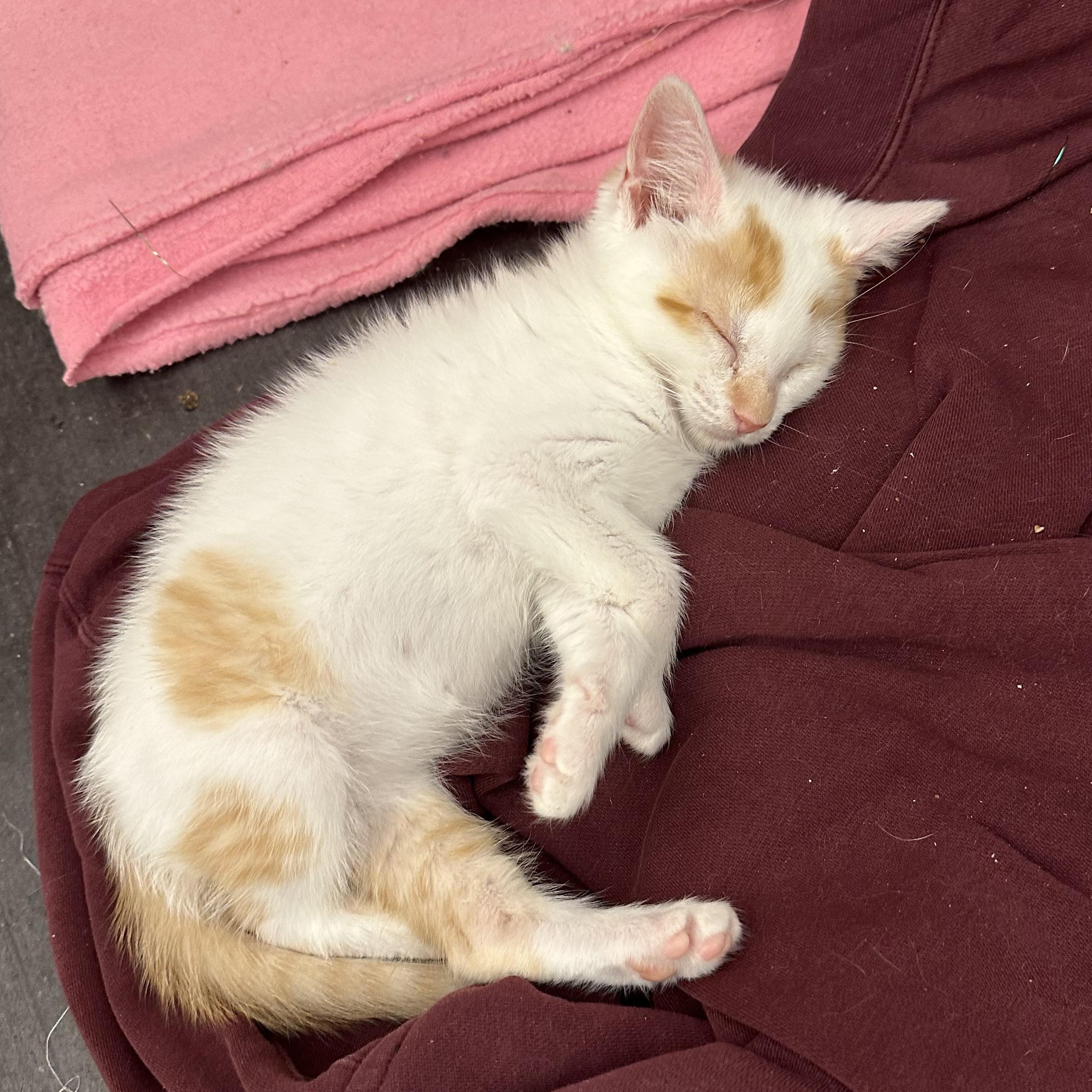 Enlarge Zoro, a Adoptable Domestic Short Hair in Minneapolis, MN image 1/4