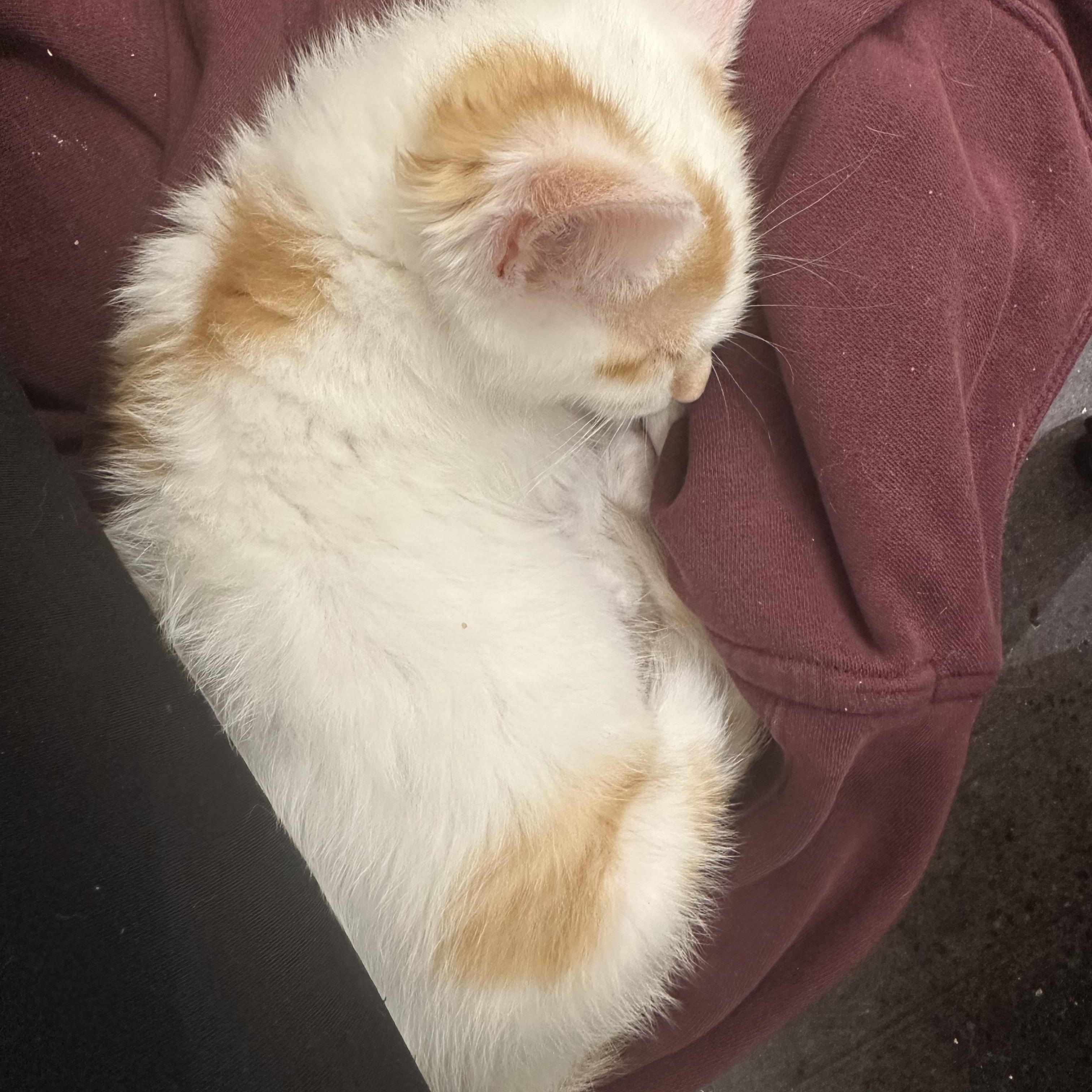 Enlarge Zoro, a Adoptable Domestic Short Hair in Minneapolis, MN image 3/4