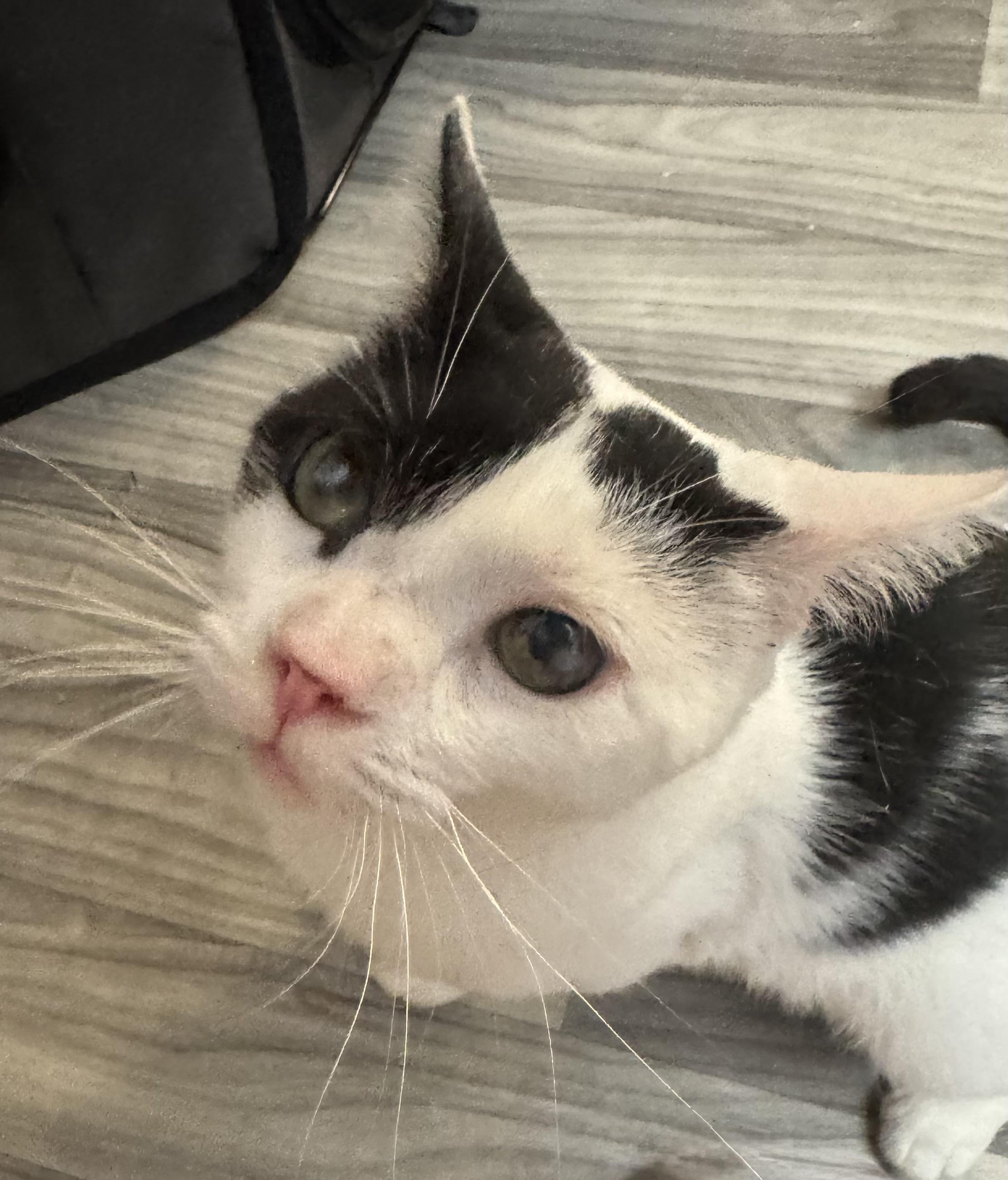 Enlarge SCRUFFY, a ADOPTABLE Domestic Short Hair in Hamilton, NJ image 1/2