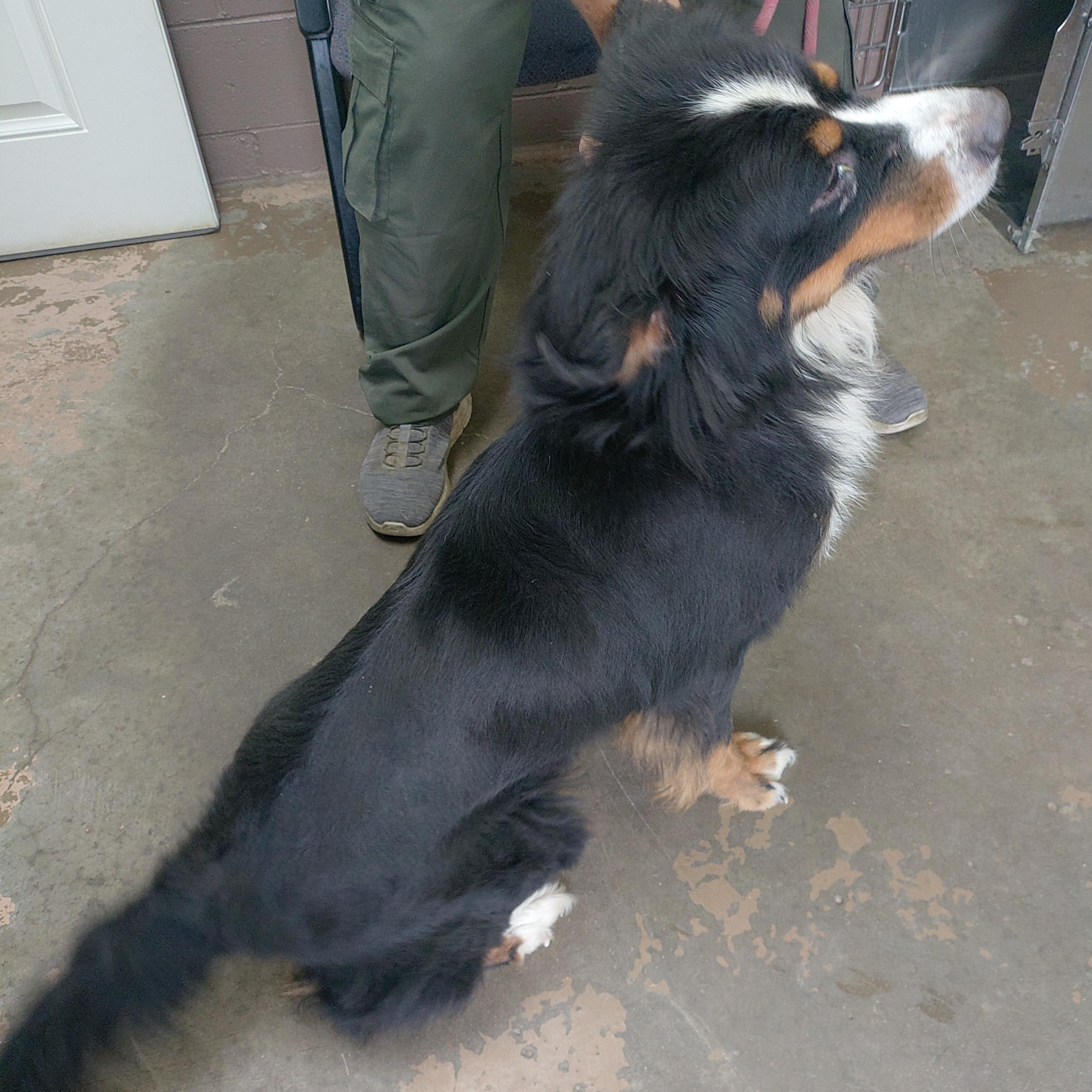 26-081, an adopted Bernese Mountain Dog in Carrollton, OH image 2/3