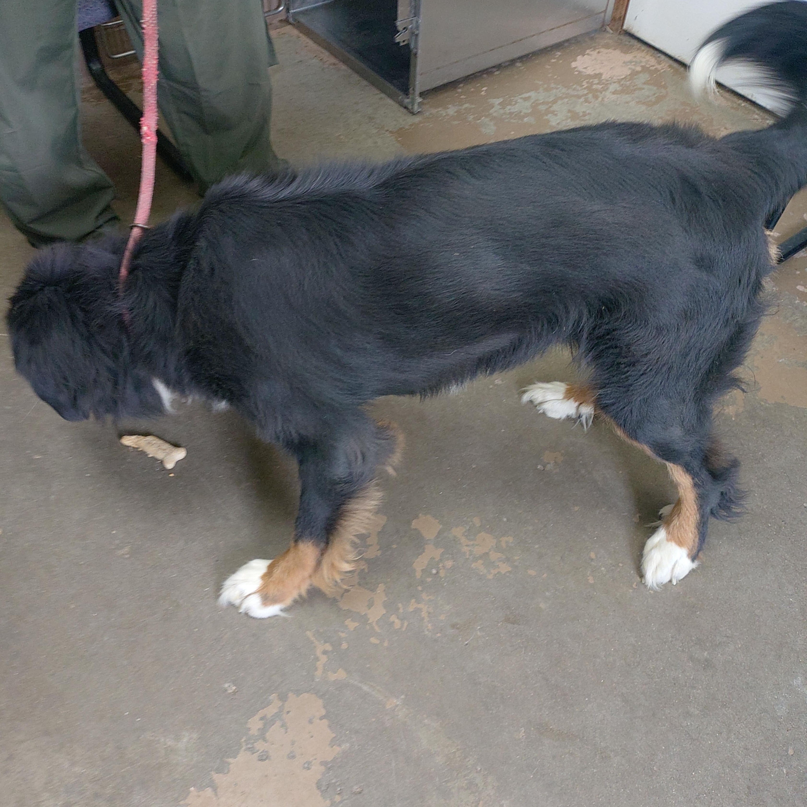 26-081, an adopted Bernese Mountain Dog in Carrollton, OH image 3/3