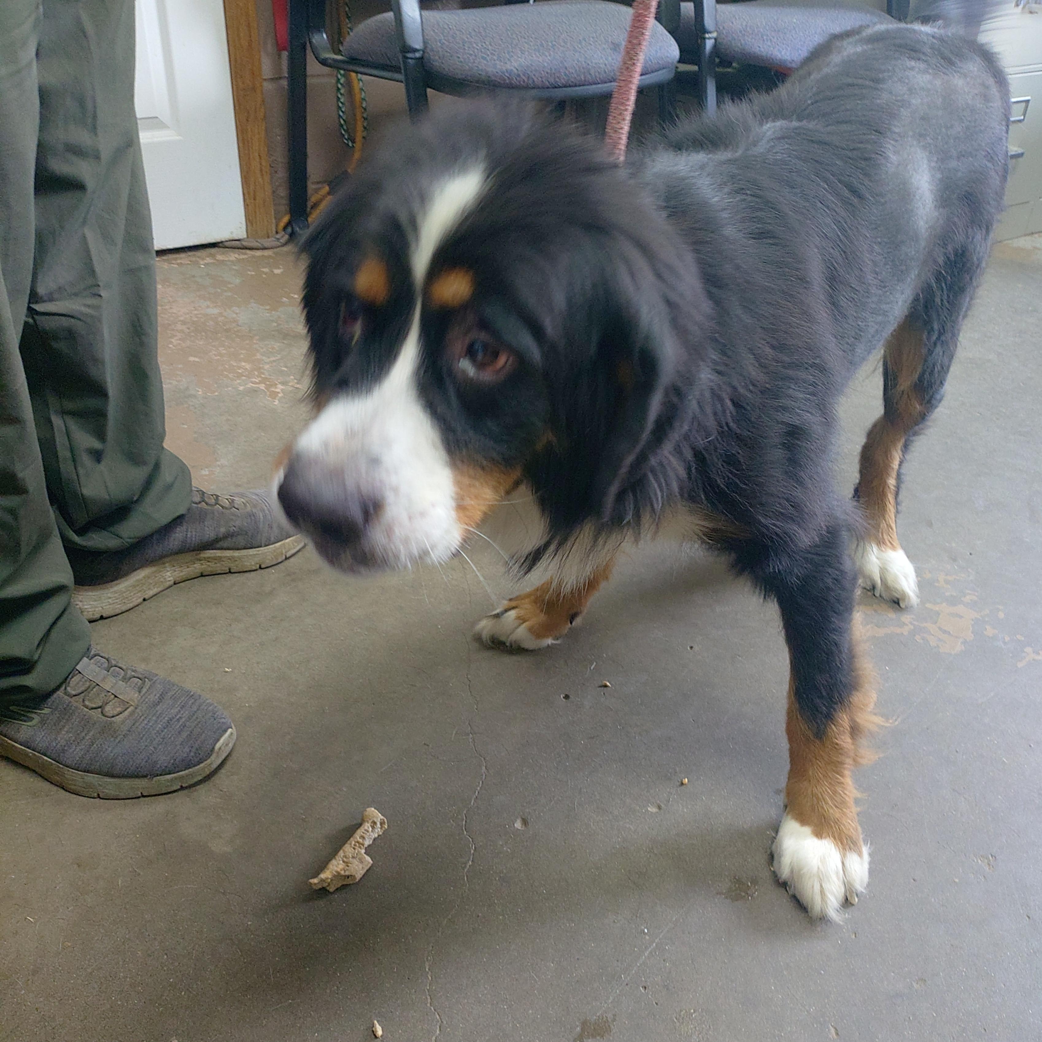 26-081, adopted, Young Female Bernese Mountain Dog.