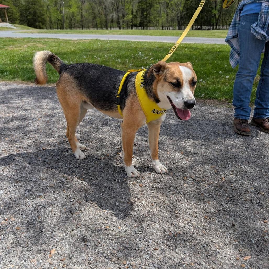 Enlarge Jackson(Falcon), a Adoptable mixed breed in Evensville, TN image 1/4